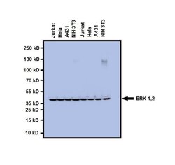 Invitrogen ERK1/ERK2 Monoclonal Antibody (3F8B3) 100 &mu;g; Unconjugated:Antibodies,