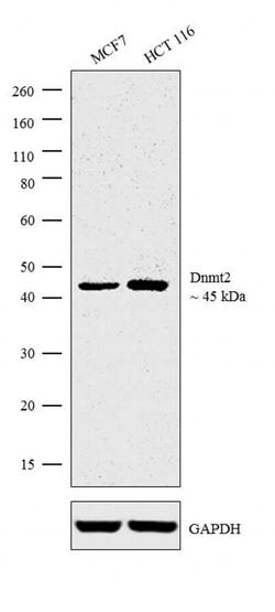 Invitrogen Dnmt2 Monoclonal Antibody (102B1259.2) 100 &mu;g; Unconjugated:Antibodies,
