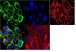 Invitrogen Dnmt2 Monoclonal Antibody (102B1259.2) 100 &mu;g; Unconjugated:Antibodies,