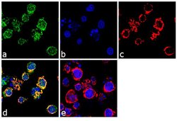 Invitrogen CD11a Monoclonal Antibody (IBL-6/2) 250 &mu;g; Unconjugated:Antibodies,