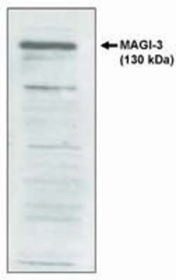 Invitrogen MAGI3 Polyclonal Antibody 250 &mu;g; Unconjugated:Antibodies,
