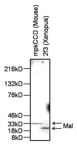 Invitrogen MAL Polyclonal Antibody 100 &mu;g; Unconjugated:Antibodies,