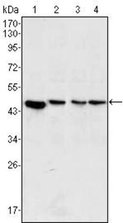 Invitrogen MEK2 Monoclonal Antibody (7F5) 100 &mu;L; Unconjugated:Antibodies,