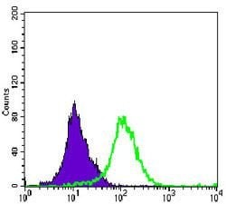 Invitrogen MAP2K4 Monoclonal Antibody (5H4) 100 &mu;L; Unconjugated:Antibodies,