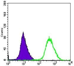 Invitrogen MEK6 Monoclonal Antibody (3H12C8) 100 &mu;L; Unconjugated:Antibodies,