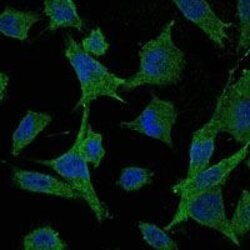 Invitrogen MEK6 Monoclonal Antibody (3H12C8) 100 &mu;L; Unconjugated:Antibodies,