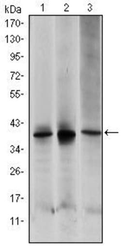 Invitrogen MEK6 Monoclonal Antibody (3H12C8) 100 &mu;L; Unconjugated:Antibodies,