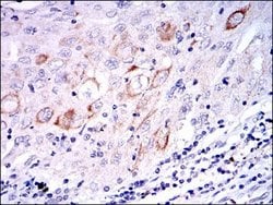 Invitrogen MEK7 Monoclonal Antibody (4E5) 100 &mu;L; Unconjugated:Antibodies,