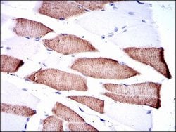 Invitrogen MEK7 Monoclonal Antibody (4E5) 100 &mu;L; Unconjugated:Antibodies,