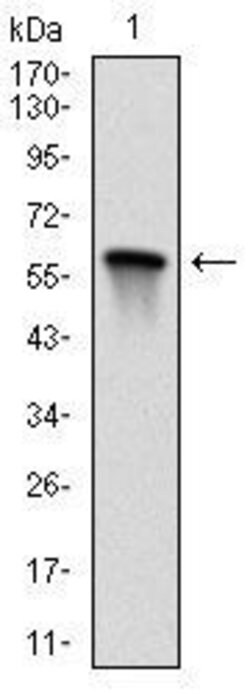 Invitrogen MEK7 Monoclonal Antibody (4E5) 100 &mu;L; Unconjugated:Antibodies,