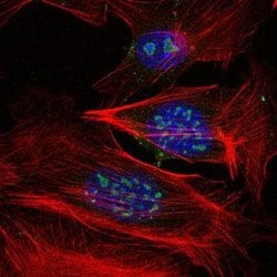 Invitrogen MEKK2 Monoclonal Antibody (4B4) 100 &mu;L; Unconjugated:Antibodies,