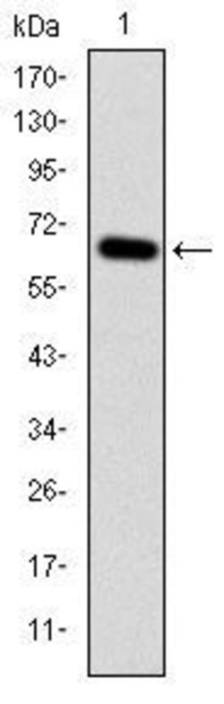 Invitrogen MEKK2 Monoclonal Antibody (4B4) 100 &mu;L; Unconjugated:Antibodies,