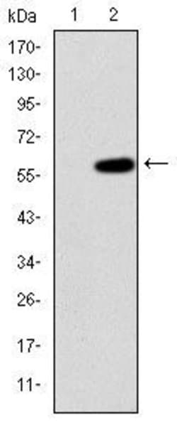 Invitrogen MEKK2 Monoclonal Antibody (4B4) 100 &mu;L; Unconjugated:Antibodies,