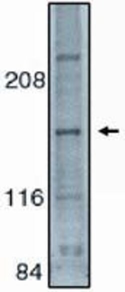 ASK1 Polyclonal Antibody, Invitrogen 100 &mu;g | Buy Online | Thermo Scientific | Fisher Scientific