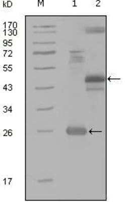 Invitrogen HGK Monoclonal Antibody (4H9E7) 100 &mu;L; Unconjugated:Antibodies,