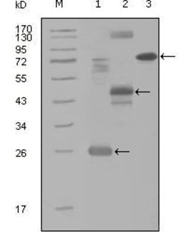 Invitrogen HGK Monoclonal Antibody (3C7B5) 100 &mu;L; Unconjugated:Antibodies,
