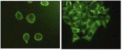 Invitrogen JNK3 Monoclonal Antibody (10E4A4) 100 &mu;L; Unconjugated:Antibodies,