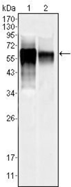 Invitrogen JNK3 Monoclonal Antibody (10E4A4) 100 &mu;L; Unconjugated:Antibodies,