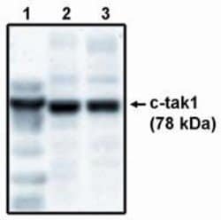 Invitrogen MARK3 Polyclonal Antibody 250 &mu;g; Unconjugated:Antibodies,