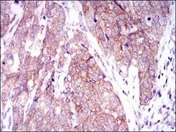 Invitrogen MARK3 Monoclonal Antibody (2G12) 100 &mu;g; Unconjugated:Antibodies,