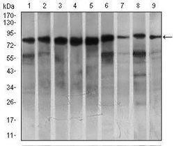 Invitrogen MARK3 Monoclonal Antibody (2G12) 100 &mu;g; Unconjugated:Antibodies,