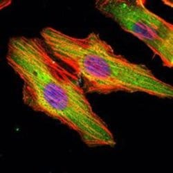 Invitrogen MATN1 Monoclonal Antibody (5A8) 100 &mu;L; Unconjugated:Antibodies,