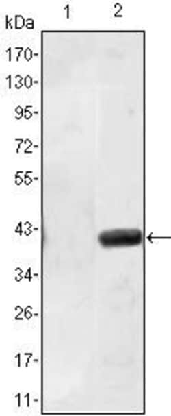 Invitrogen MATN1 Monoclonal Antibody (5A8) 100 &mu;L; Unconjugated:Antibodies,