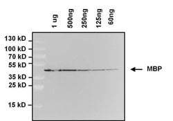 Invitrogen™ Maltose Binding Protein Monoclonal Antibody (17TF2-1H4)