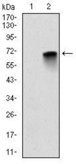 Invitrogen MBP Monoclonal Antibody (2H9) 100 &mu;L | Buy Online | Invitrogen&trade; | Fisher Scientific