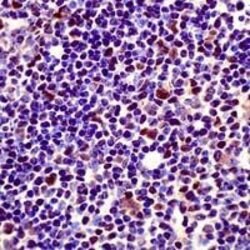 MCL1 Rabbit anti-Human, Polyclonal, Invitrogen 1 mL | Buy Online | Thermo Scientific | Fisher Scientific