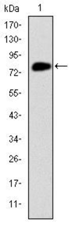 Invitrogen MCM2 Monoclonal Antibody (2B3) 100 &mu;L | Buy Online | Invitrogen&trade; | Fisher Scientific