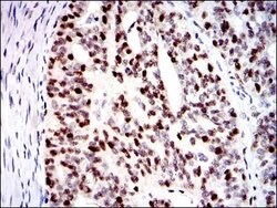 Invitrogen MCM2 Monoclonal Antibody (1E7) 100 &mu;L; Unconjugated:Antibodies,