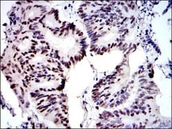 Invitrogen MCM2 Monoclonal Antibody (1E7) 100 &mu;L; Unconjugated:Antibodies,
