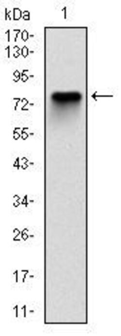 Invitrogen MCM2 Monoclonal Antibody (1E7) 100 &mu;L; Unconjugated:Antibodies,