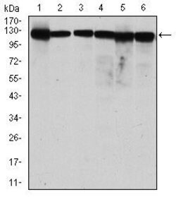 Invitrogen MCM2 Monoclonal Antibody (1E7) 100 &mu;L; Unconjugated:Antibodies,