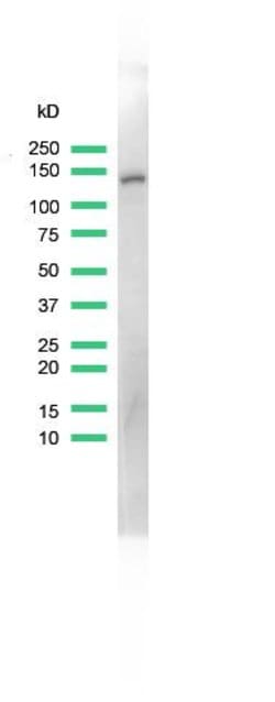 Invitrogen MCM2 Monoclonal Antibody (SP85) 500 &mu;L; Unconjugated:Antibodies,
