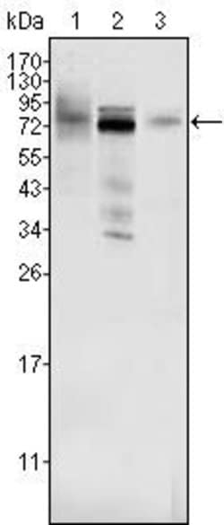Invitrogen MDMX Monoclonal Antibody (2D10F4) 100 &mu;L; Unconjugated:Antibodies,