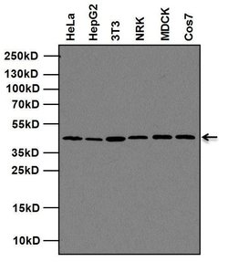 Invitrogen MEK1 Monoclonal Antibody (3D9) 100 &mu;g; Unconjugated:Antibodies,