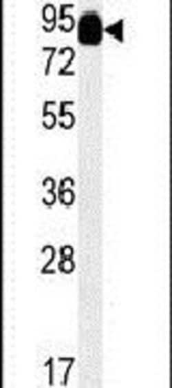 MEP1A Polyclonal Antibody, Invitrogen 400 &mu;L; Unconjugated:Antibodies