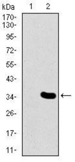 Invitrogen MESP2 Monoclonal Antibody (1B3F9) 100 &mu;g; Unconjugated:Antibodies,
