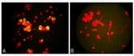 Metapneumovirus Monoclonal Antibody (HMPV33), Invitrogen™