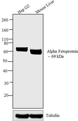 AFP Monoclonal Antibody (F1-6P2A8-P2B9A9), Invitrogen 1 mg; Unconjugated:Antibodies,