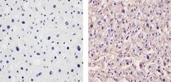 Invitrogen™ ApoA1 Monoclonal Antibody (6001)