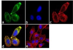 Invitrogen Follicle Stimulating Hormone Monoclonal Antibody (1G6D12) 1