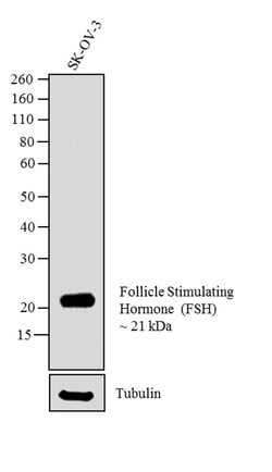 Invitrogen Follicle Stimulating Hormone Monoclonal Antibody (1G6D12) 1