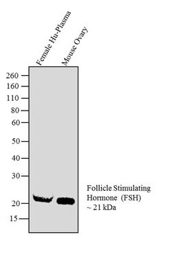 Invitrogen Follicle Stimulating Hormone Monoclonal Antibody (P2B4) 1 mg | Buy Online | Invitrogen&trade; | Fisher Scientific