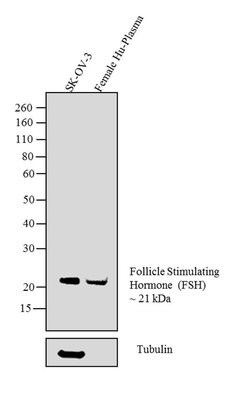 Invitrogen Follicle Stimulating Hormone Monoclonal Antibody (P2H3) 1 mg;