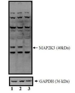 Invitrogen MEK3 Polyclonal Antibody 100 &mu;L; Unconjugated:Antibodies,