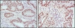 Invitrogen MLH1 Monoclonal Antibody (4C9C7) 100 &mu;L; Unconjugated:Antibodies,