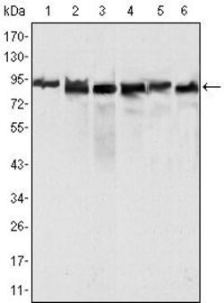 Invitrogen MLH1 Monoclonal Antibody (4C9C7) 100 &mu;L; Unconjugated:Antibodies,